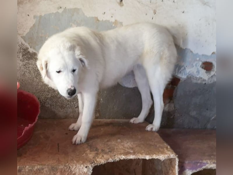 OTTILIA - weiße Fee sucht ihre Menschen