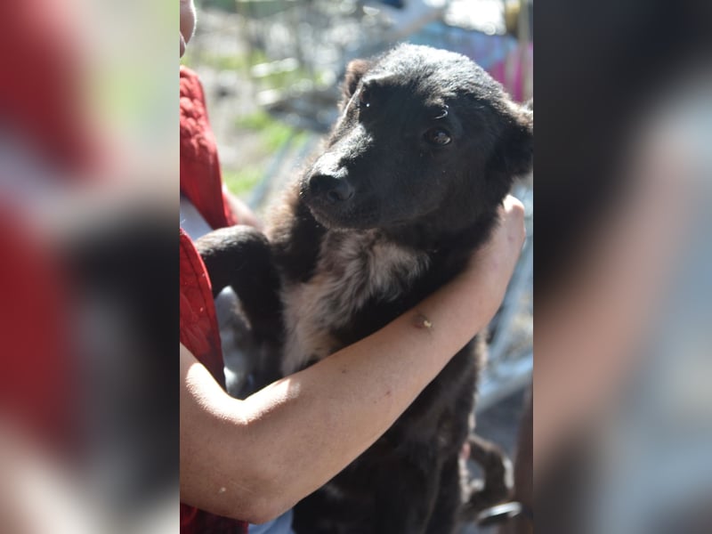 NICO - großes Herz auf vier Pfoten