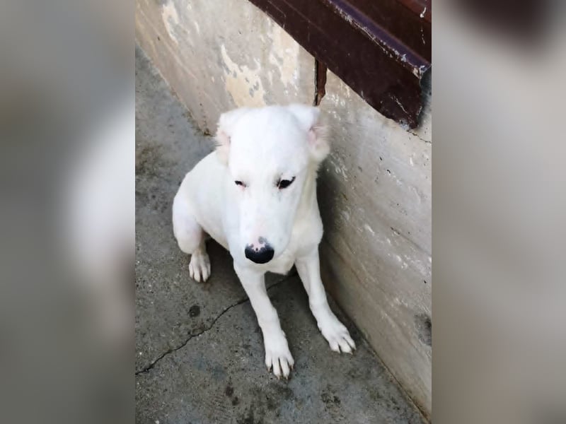 OTTILIA - weiße Fee sucht ihre Menschen