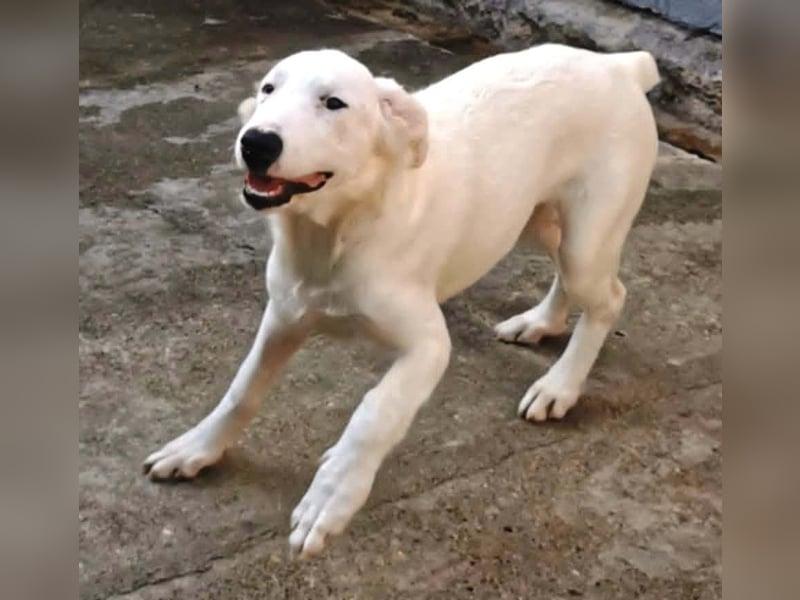 OTTILIA - weiße Fee sucht ihre Menschen