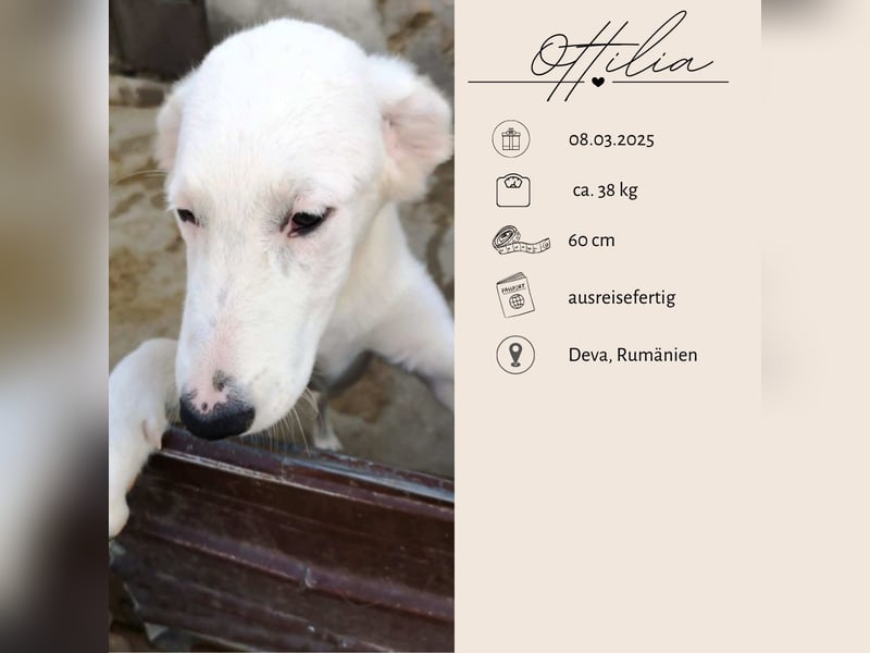 OTTILIA - weiße Fee sucht ihre Menschen