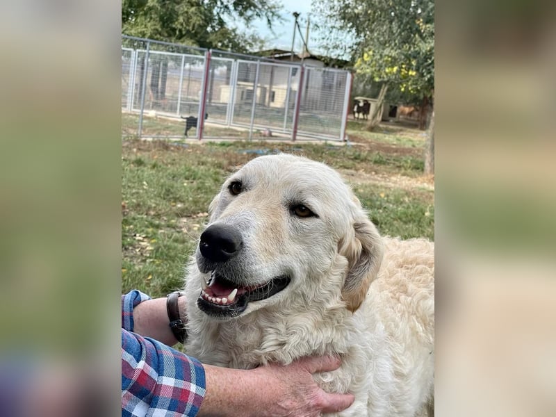 Freundliche Bodor sucht ihre Menschen