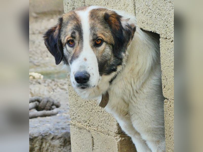 Zoe, großes Hundemädchen mit großem Herz