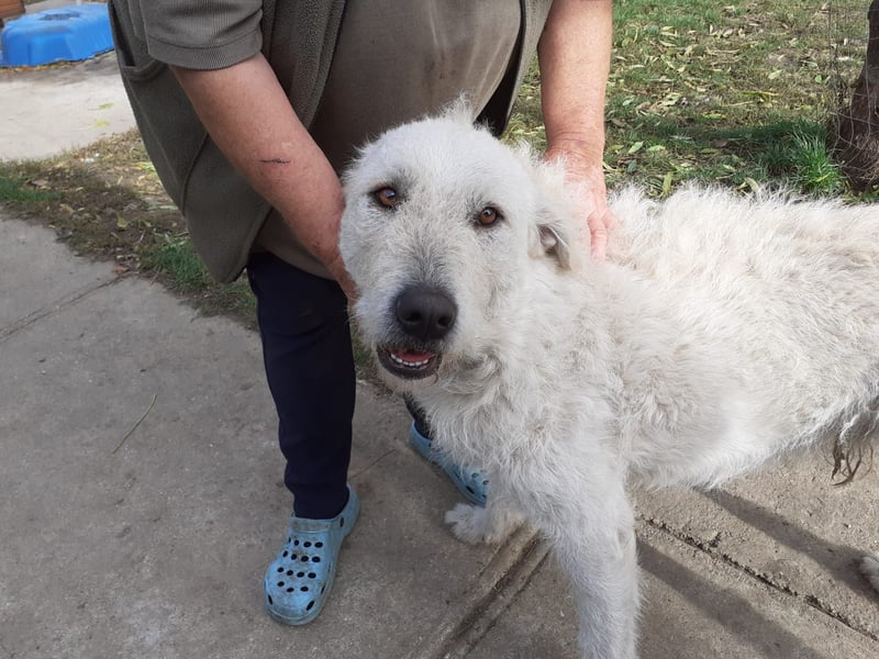 Wunderschöner Regò sucht seine Menschen