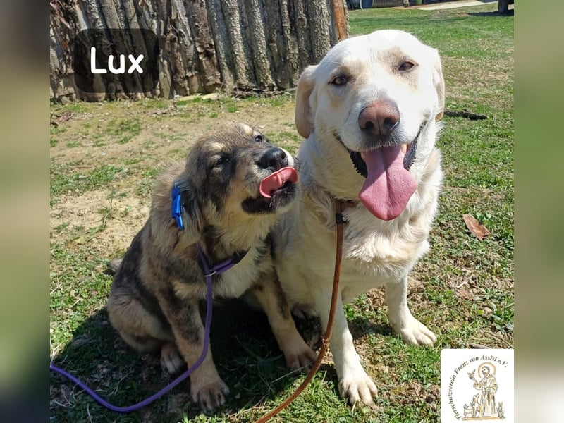 Lux – der kleine Abenteurer auf vier Pfoten!