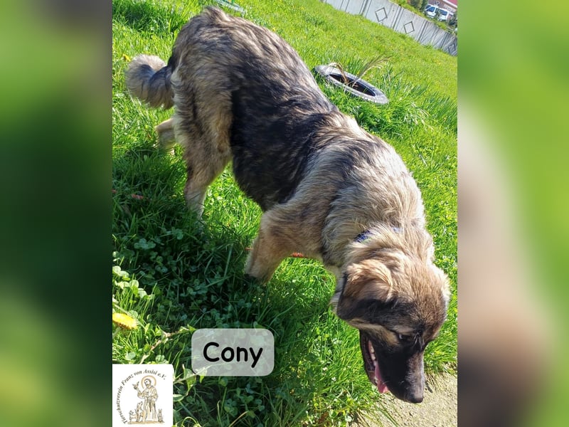 Cony – klug, klar, charakterstark!