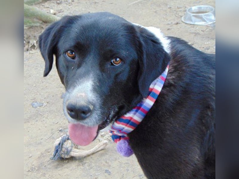 Louisa, Notfall mit Epilepsie sucht ein ruhiges Zuhause