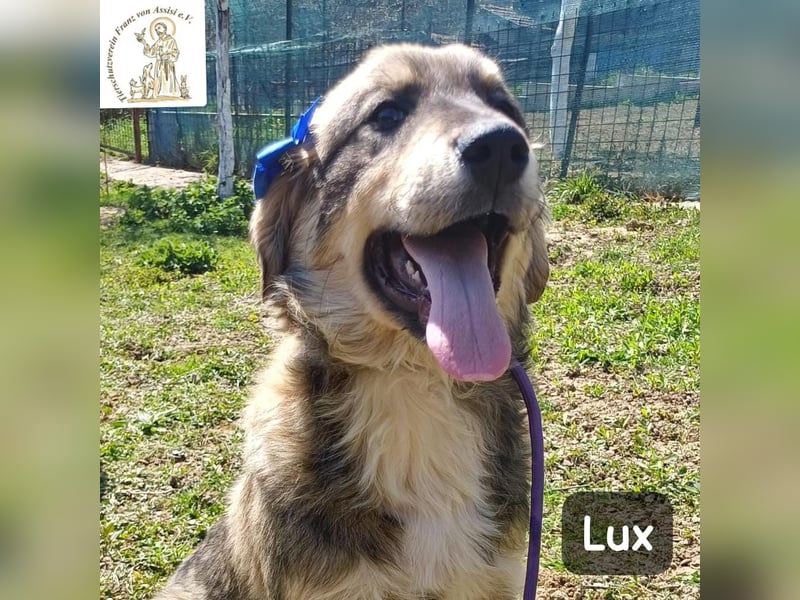 Lux – der kleine Abenteurer auf vier Pfoten!