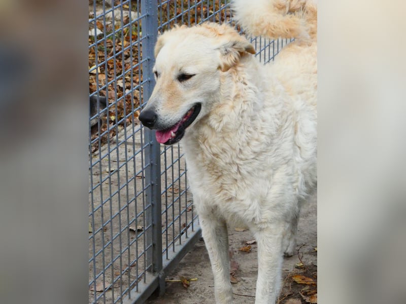 Freundliche Bodor sucht ihre Menschen