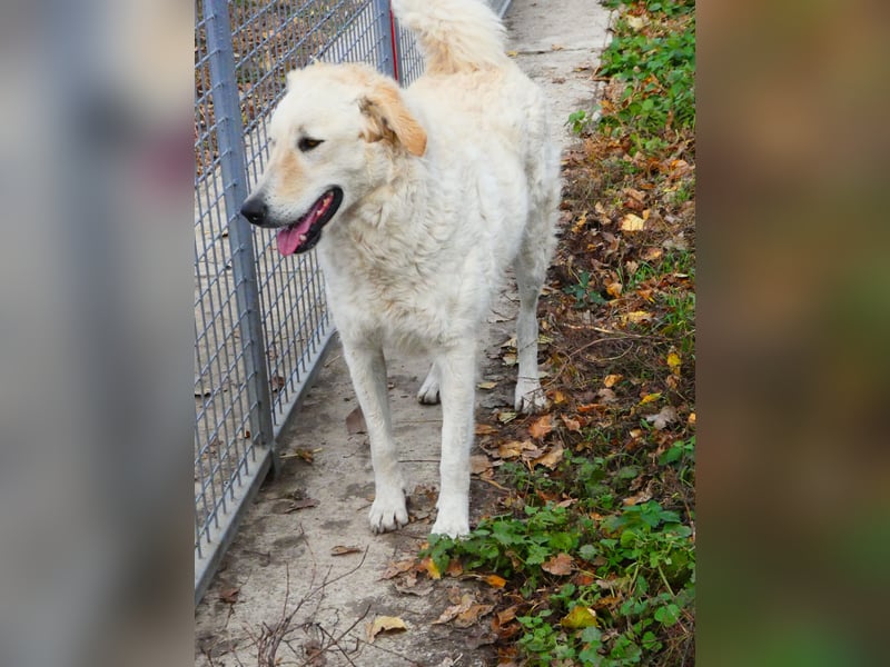 Freundliche Bodor sucht ihre Menschen
