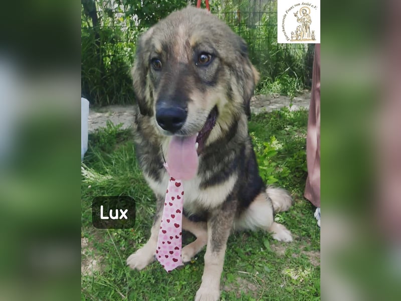 Lux – der kleine Abenteurer auf vier Pfoten!