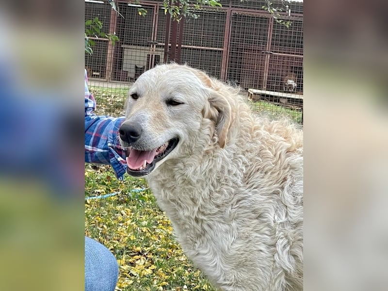 Freundliche Bodor sucht ihre Menschen