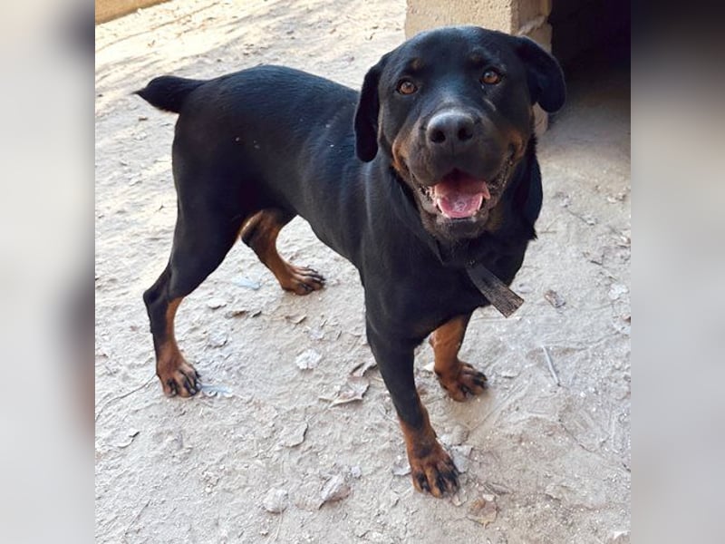 Cleo, großer Hund mit großem Herz
