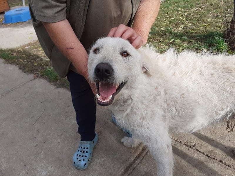 Wunderschöner Regò sucht seine Menschen