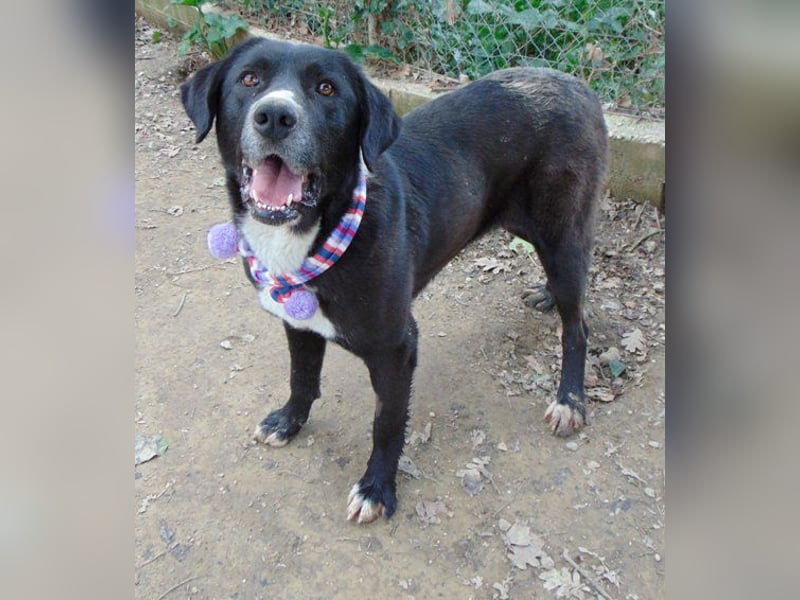 Louisa, Notfall mit Epilepsie sucht ein ruhiges Zuhause