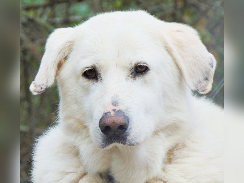 Luther - Hundeopa wartet schon sein 4 Jahren im Tierheim auf seine Menschen