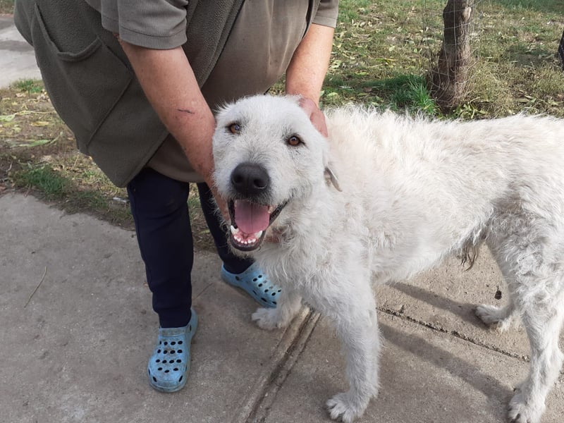 Wunderschöner Regò sucht seine Menschen