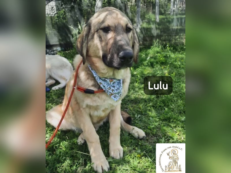 Lulu – kleiner Entdecker auf der Suche nach seinem Team!