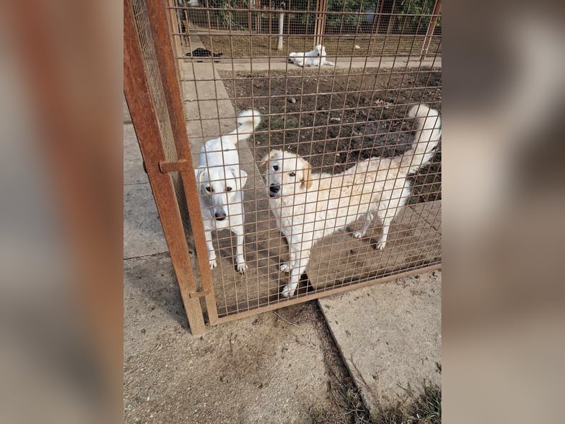 Freundliche Bodor sucht ihre Menschen