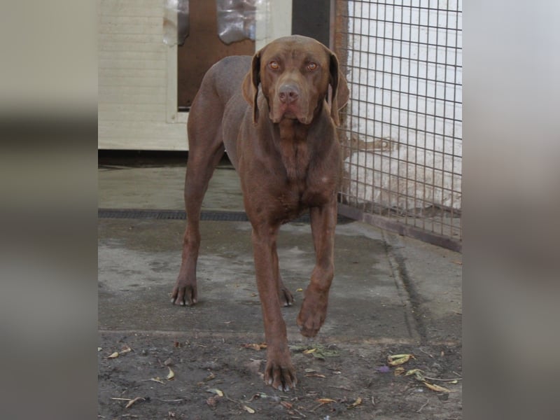 Sanfter Wotan sucht seine Menschen