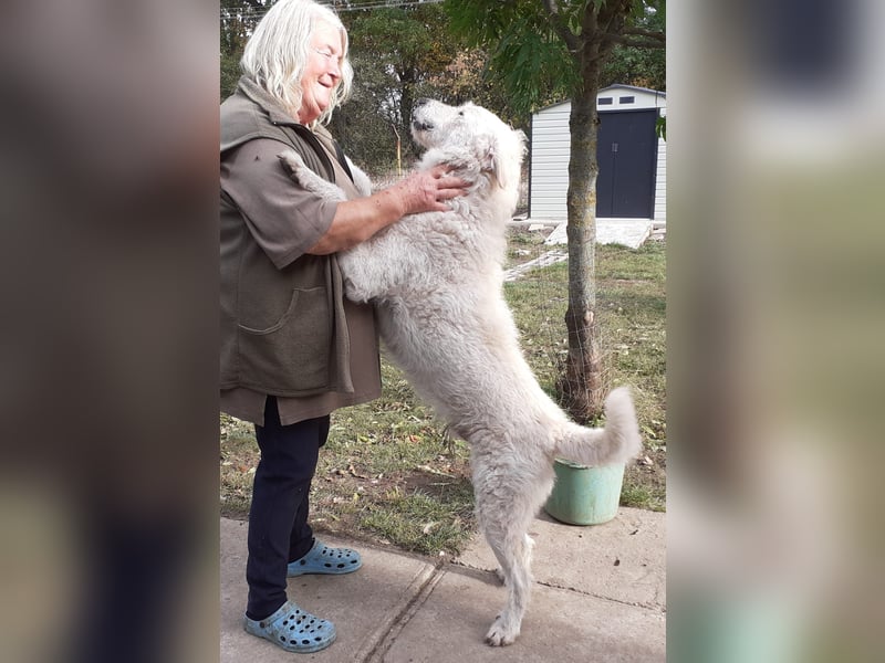 Wunderschöner Regò sucht seine Menschen