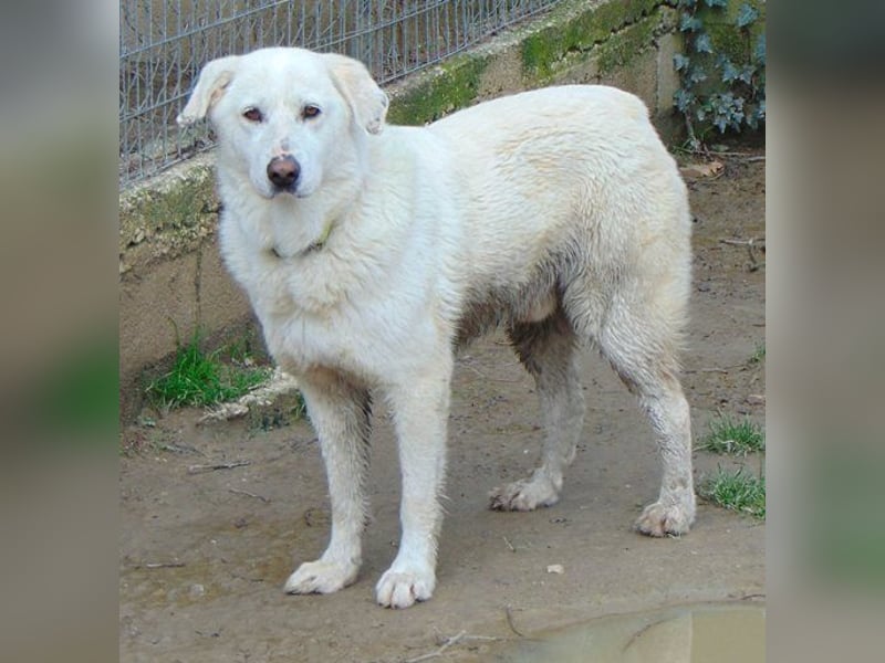 Luther - Hundeopa wartet schon sein 4 Jahren im Tierheim auf seine Menschen