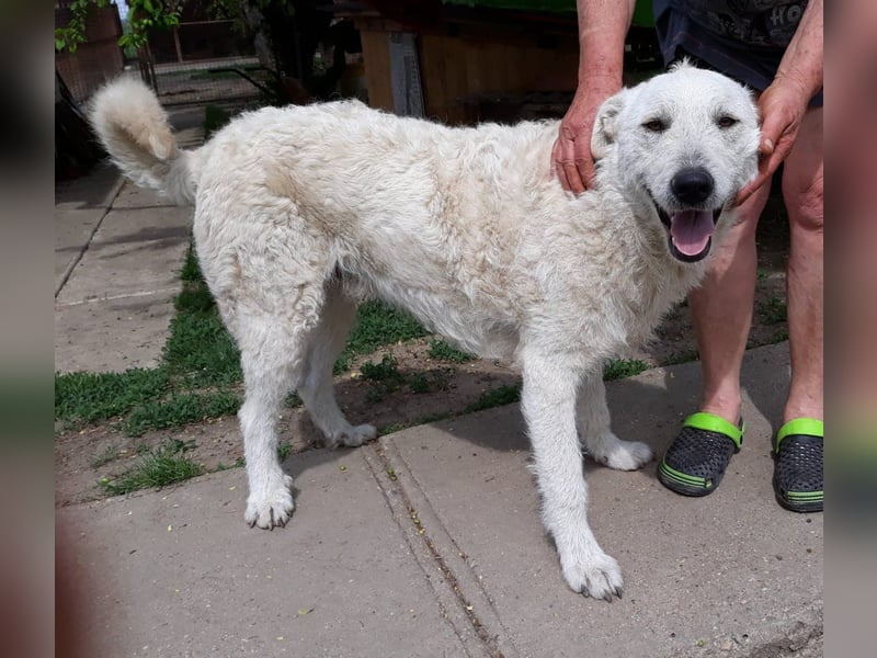 Wunderschöner Regò sucht seine Menschen