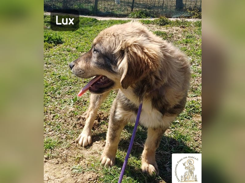 Lux – der kleine Abenteurer auf vier Pfoten!