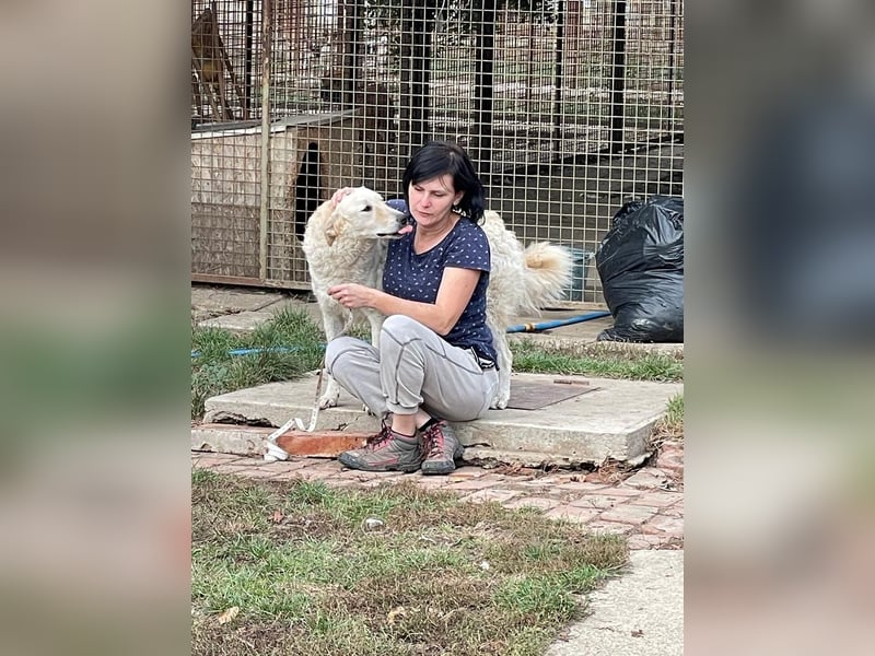 Freundliche Bodor sucht ihre Menschen