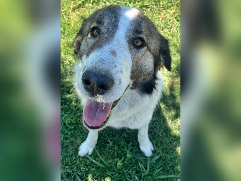 Zoe, großes Hundemädchen mit großem Herz