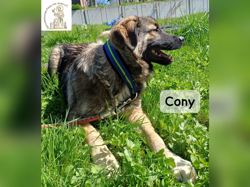 Cony – klug, klar, charakterstark!