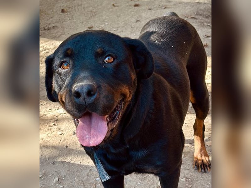 Cleo, großer Hund mit großem Herz