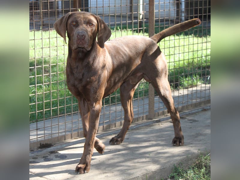 Sanfter Wotan sucht seine Menschen