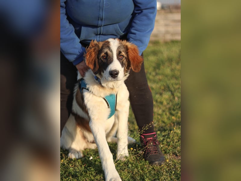 Oreo sucht sein Für-immer-Zuhause