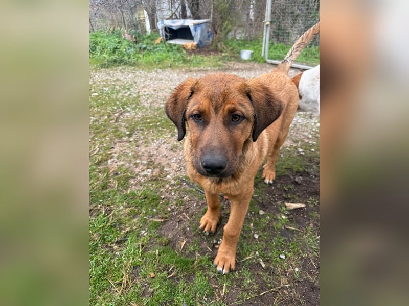 Fips sucht sein Für-Immer-Zuhause