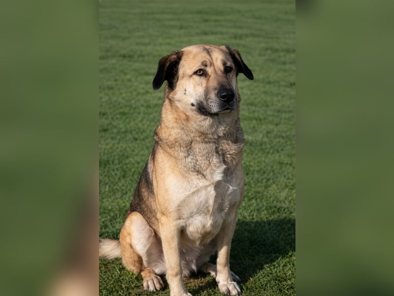 Buddy sucht ein Zuhause – Großer Hund mit großem Herz