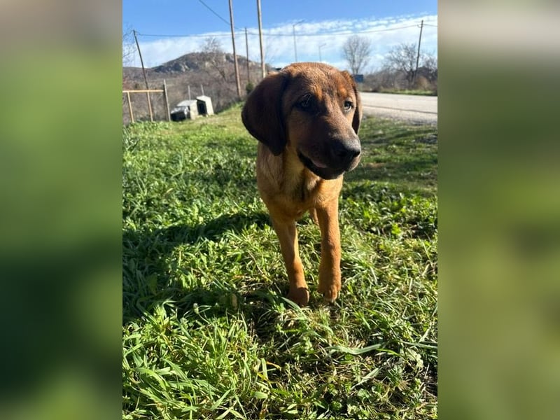 Fips sucht sein Für-Immer-Zuhause