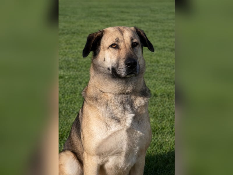 Buddy sucht ein Zuhause – Großer Hund mit großem Herz