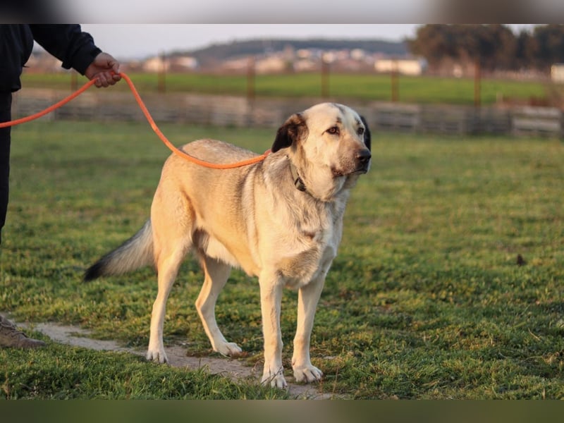 Buddy sucht ein Zuhause – Großer Hund mit großem Herz