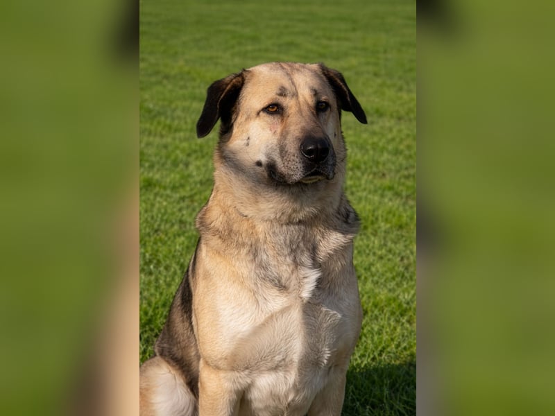 Buddy sucht ein Zuhause – Großer Hund mit großem Herz