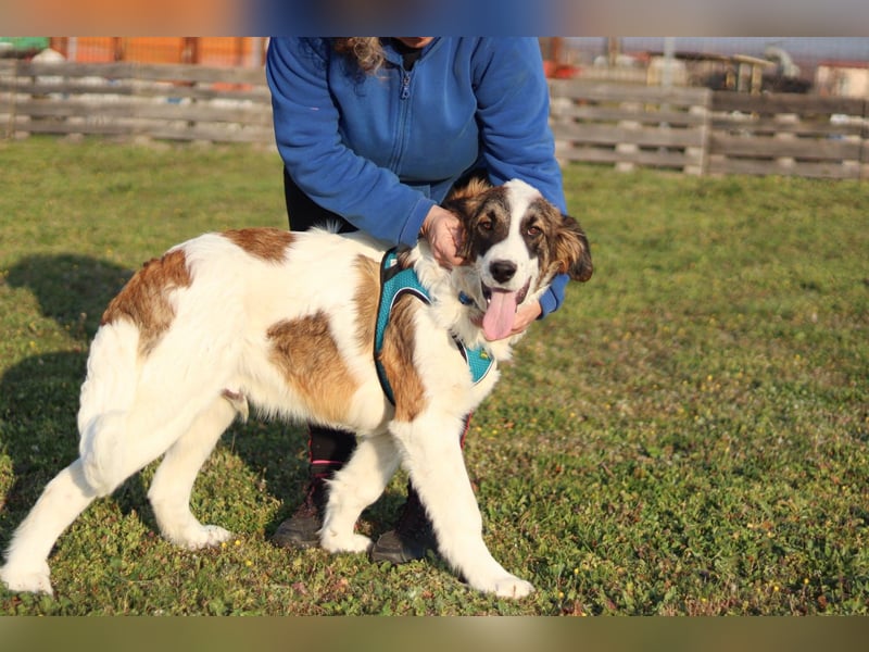 Oreo sucht sein Für-immer-Zuhause