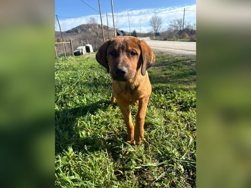 Fips sucht sein Für-Immer-Zuhause