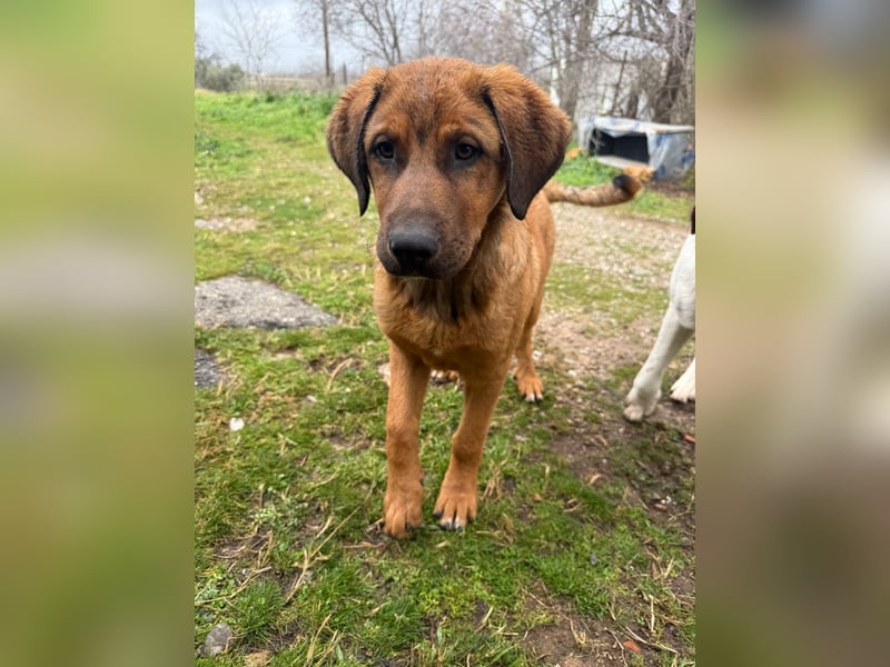 Fips sucht sein Für-Immer-Zuhause