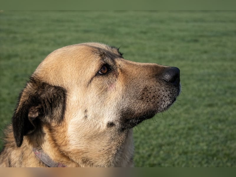 Buddy sucht ein Zuhause – Großer Hund mit großem Herz