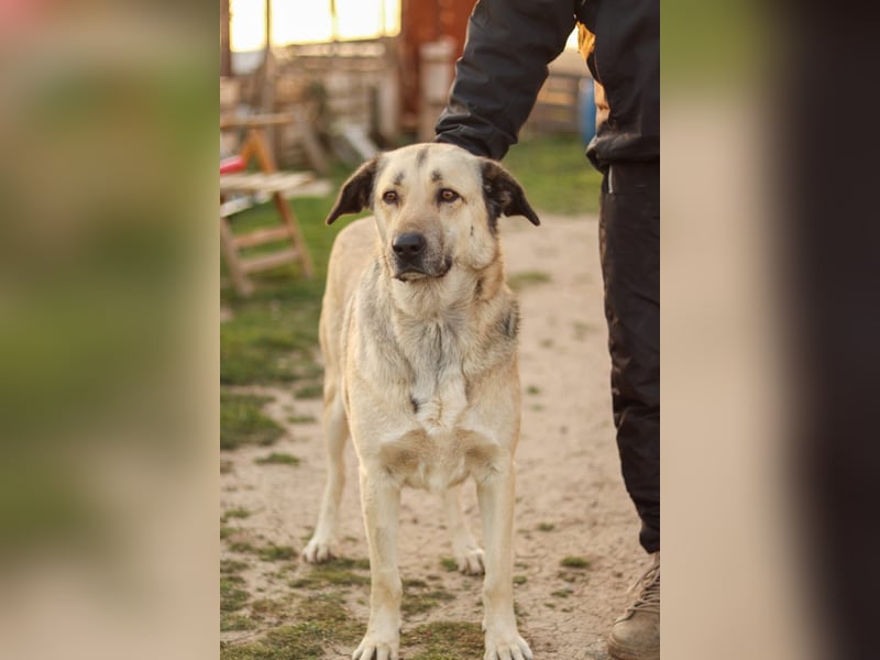 Buddy sucht ein Zuhause – Großer Hund mit großem Herz