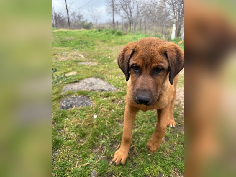 Fips sucht sein Für-Immer-Zuhause