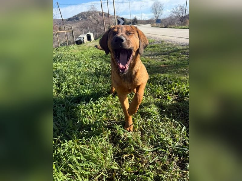 Fips sucht sein Für-Immer-Zuhause