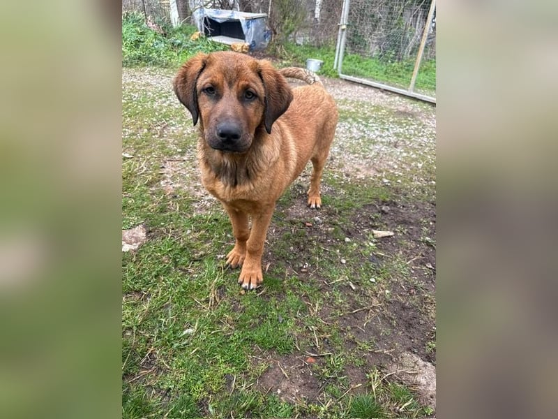 Fips sucht sein Für-Immer-Zuhause