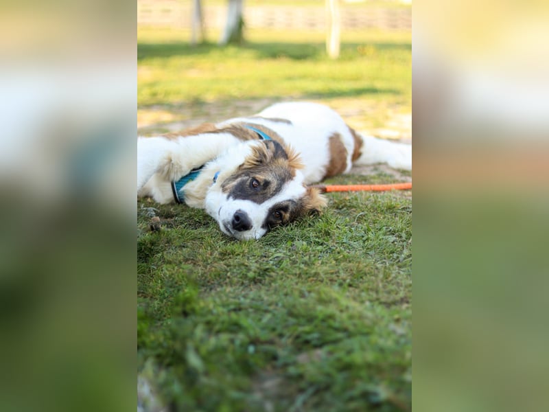 Oreo sucht sein Für-immer-Zuhause