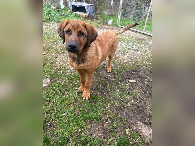 Fips sucht sein Für-Immer-Zuhause